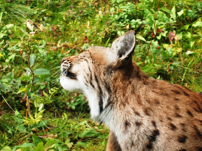 Occhio di Lince